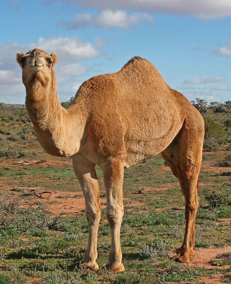 Australian feral camel Australian feral camel Wikipedia