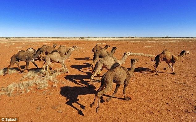 Australian feral camel Cull of world39s only wild herd of camels begins in Australia39s