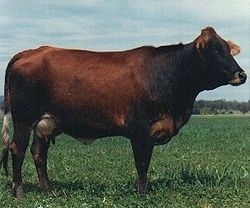 Australian Friesian Sahiwal httpsuploadwikimediaorgwikipediacommonsthu