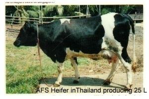 Australian Friesian Sahiwal Breeding Australian Friesian Sahiwal Dairy Company Pty Ltd