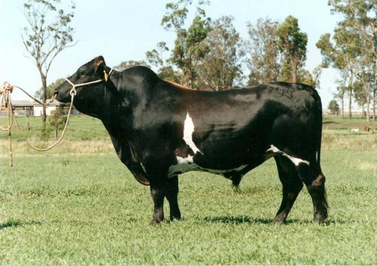 Australian Friesian Sahiwal australian friesian sahiwal Google Search Cows and Bison