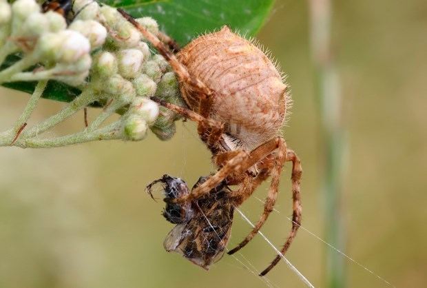 Australian garden orb weaver spider Australian spiders the 10 most dangerousimage10 Australian