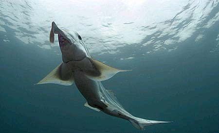 Australian ghostshark Australian Ghost Shark l A chimaera Our Breathing Planet