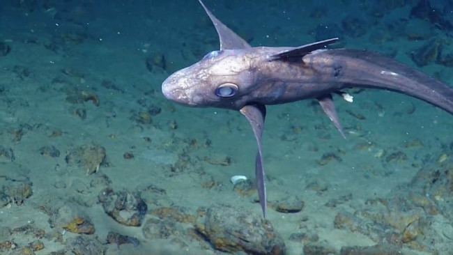 Australian ghostshark The 10 Most Bizarre Species Of Sharks