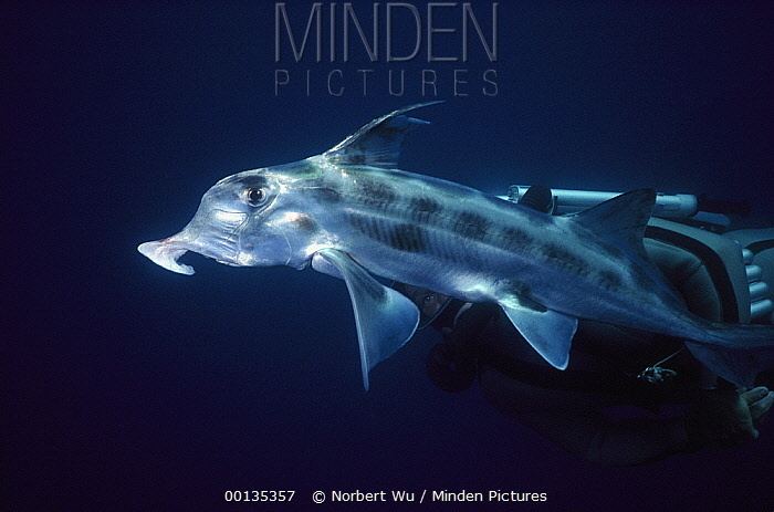 Australian ghostshark Minden Pictures stock photos Australian Ghost Shark Callorhinchus