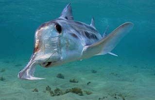 Australian ghostshark Australian Ghost Shark AKA elephant shark use their hoeshaped