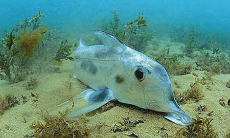 Australian ghostshark Australian Ghost Shark l A chimaera Our Breathing Planet