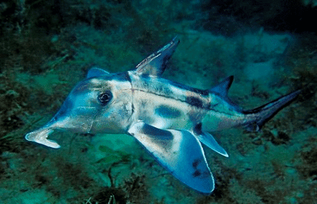 Australian ghostshark Australian Ghost Shark l A chimaera Our Breathing Planet