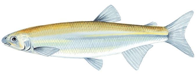 Australian grayling Australian grayling Freshwater Scale Fish Catch limits and