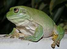 Australian green tree frog httpsuploadwikimediaorgwikipediacommonsthu