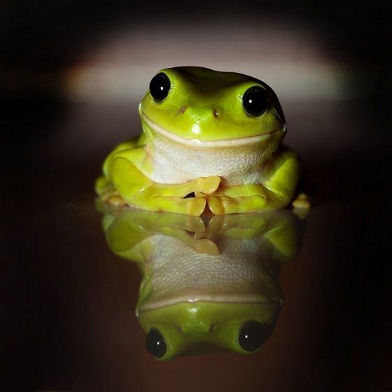 Australian green tree frog 1000 ideas about Green Tree Frog on Pinterest