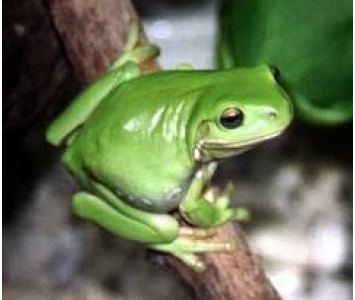 Australian green tree frog Green Tree Frog Care and Housing Amazing Amazon