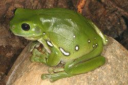 Australian green tree frog Frogs of Australia gt Litoria caerulea Green Tree Frog