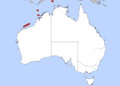 Australian grey smooth-hound httpsuploadwikimediaorgwikipediacommonsthu