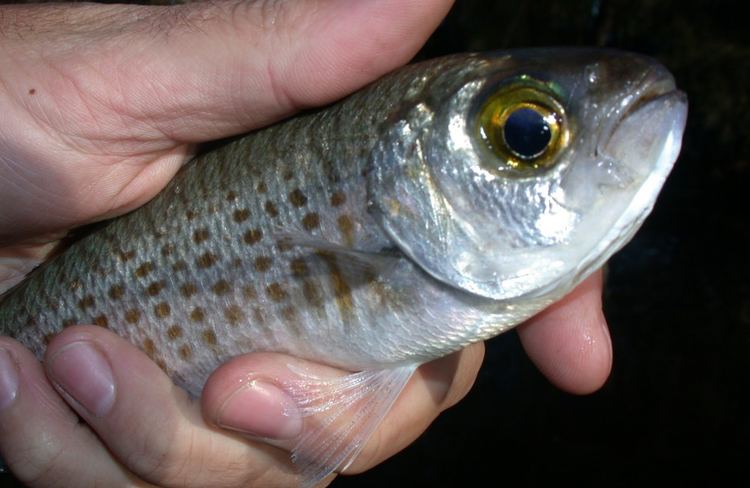 Australian herring Australian Herring ilovefishing