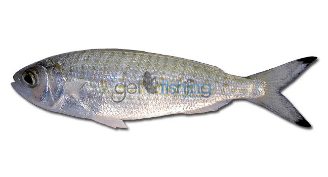 Australian herring Australian Herring Get Fishing