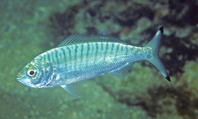 Australian herring Arripis georgianus