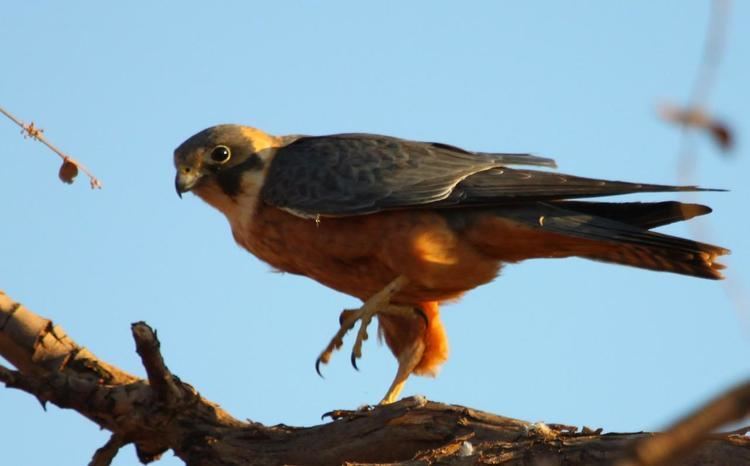 Australian hobby Birds of Prey with prey Australian Hobby and Brown Falcon BIRDS