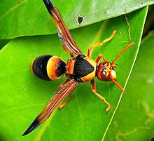 Australian hornet httpsuploadwikimediaorgwikipediacommonsthu