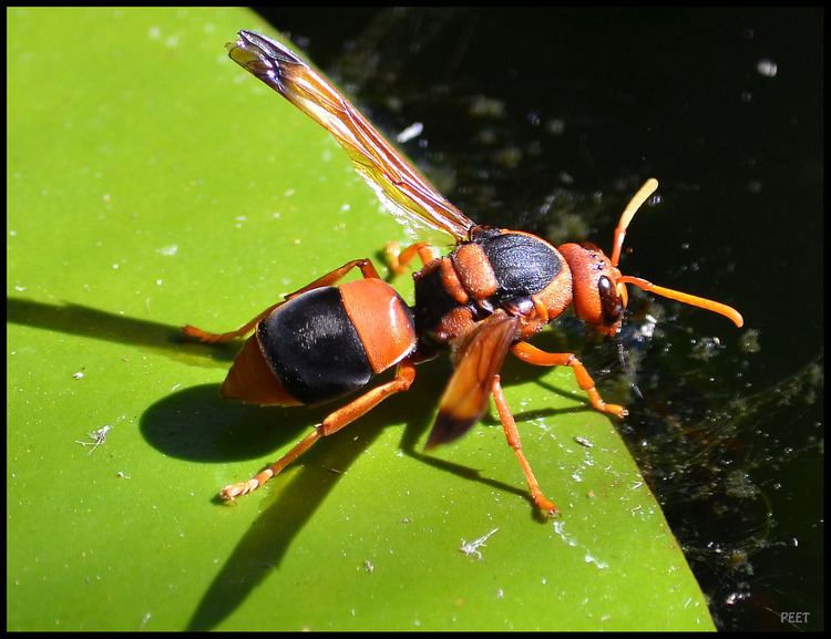 Australian hornet Garden pond Australian Hornet This insect was working re Flickr