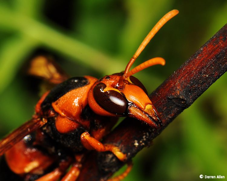 Australian hornet Australian Hornet Bug Shots