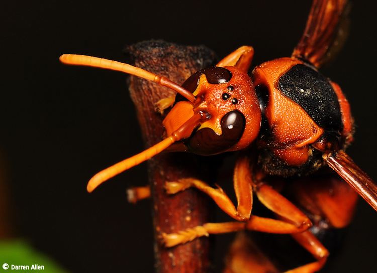 Australian hornet Australian Hornet Bug Shots