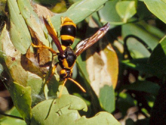 Australian hornet Abispa ephippium australian hornet