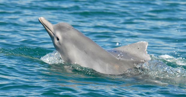 Australian humpback dolphin New humpback dolphin discovered off Australia Australian Geographic