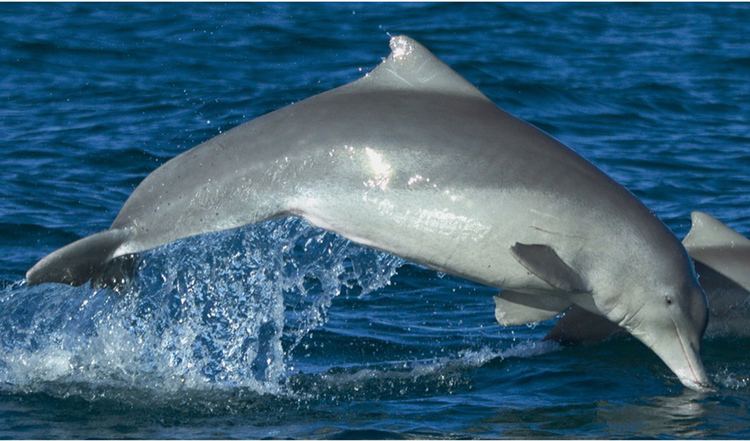 Australian humpback dolphin New Australian dolphin species listed Australian Geographic