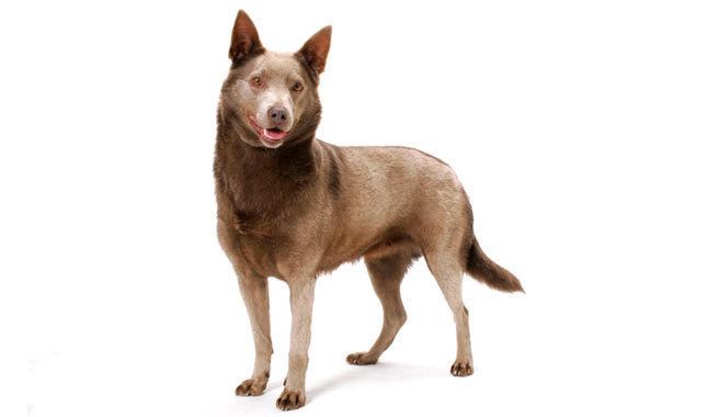 Australian Kelpie Australian Kelpie Breed Information