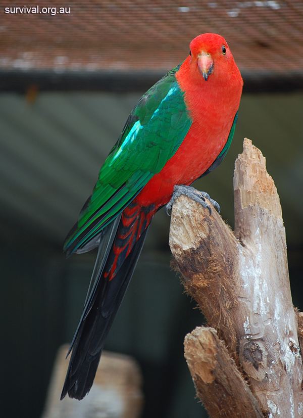 Australian king parrot Australian KingParrot Alisterus scapularis