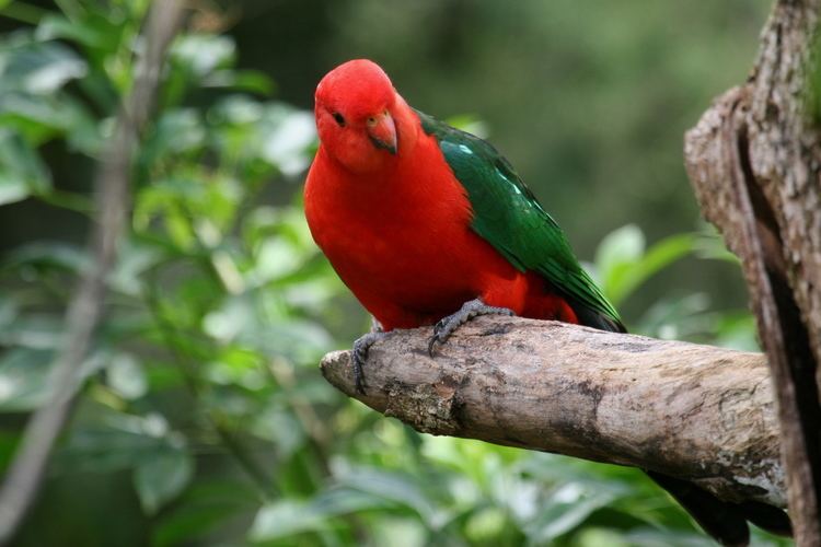 Australian king parrot Australian KingParrot BIRDS in BACKYARDS