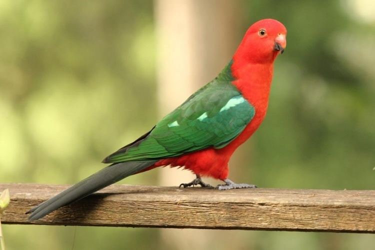 Australian king parrot Australian KingParrot BIRDS in BACKYARDS