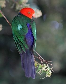 Australian king parrot Australian KingParrot BirdLife Australia