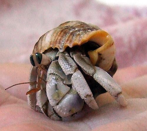 Australian land hermit crab Australian land hermit crab Coenobita variabilis Flickr