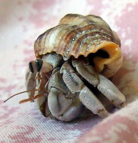 Australian land hermit crab Flickriver Vanessa PikeRussell39s photos tagged with hermitcrabs