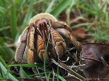 Australian land hermit crab httpsuploadwikimediaorgwikipediacommonsthu