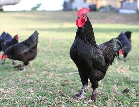 Australian Langshan Australian Langshan Chicken Info Farming Egg production Pictures