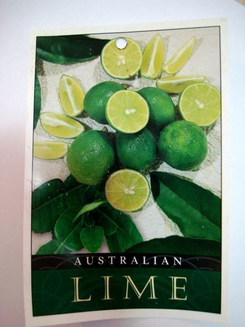 Australian lime plantdaleysfruitcomaulaustralianlimelemont