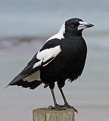 Australian magpie httpsuploadwikimediaorgwikipediacommonsthu