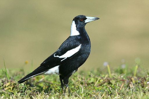 Australian magpie 1000 images about Wake up With the Magpies on Pinterest The