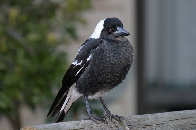 Australian magpie Australian Magpie BIRDS in BACKYARDS