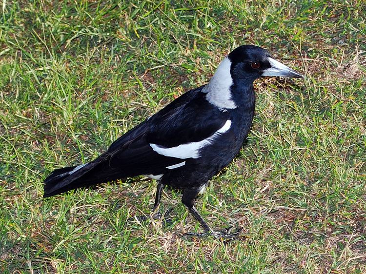 Australian magpie Australian Magpie Gymnorhina tibicen