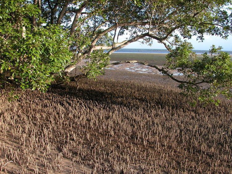 Australian mangroves