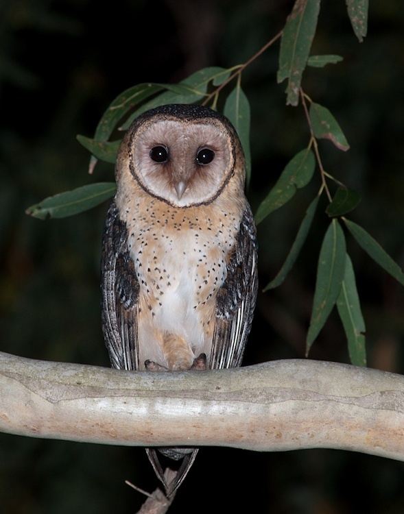 Australian masked owl Australian Masked Owl Tyto novaehollandiae Information Pictures