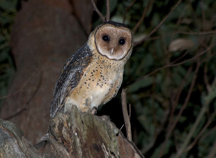 Australian masked owl Australian Masked Owl Tyto novaehollandiae Picture 1 of 6 The