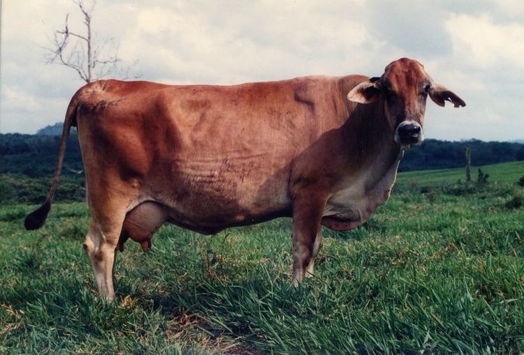 Australian Milking Zebu Rasa australijska mleczna Zebu Australian Milking Zebu Krowy