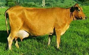 Australian Milking Zebu Breeds of Livestock Australian Milking Zebu Cattle Breeds of