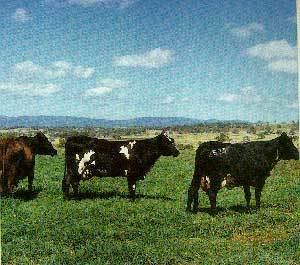 Australian Milking Zebu wwwansiokstateedubreedscattleaustralianmilki