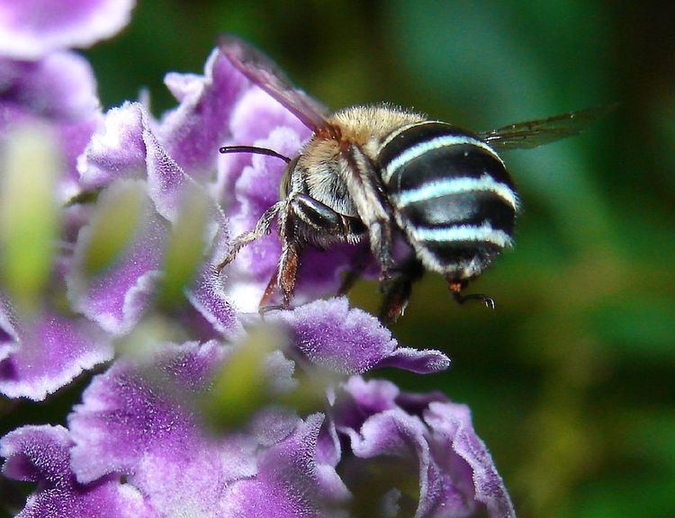Australian native bees